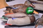 4 -  Avian X Topflight Mallards  Drake And Hen Duck Decoy Hunting  Gear