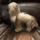 Vintage R  Dakin Afghan Hound Dog Animal Stuffed Plush Sawdust