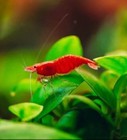 Live Freshwater Aquarium Premium Cherry Red Shrimp  neocaridina Sp 