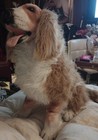Vintage Kelly Toys Realistic Life Size Plush Long Haired Collie Dog 25   36  In 