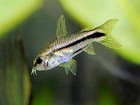 12 Pygmaeus Cories  cuteness Overload  About 3 4  With Shipping Included