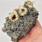 Ruck s Pit Calcite Clam Fossil - Mercenaria Permagna - Ft  Drum  Florida