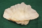 Tridacna Half Clam Shell Natural Sea Shell Half Large 8  Excellent Condition