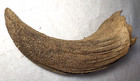 Bison Horn Core Bone Fossil From Ice Age