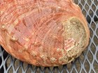 Vintage California Red Abalone Shell 8 