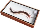Real Centipede Insect Taxidermy In Wooden Box Display Box Size 9x6 Inches