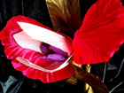 Fashion Jewelry  Satin Flower Brooch fairy-tale   right-pink Large Iris for Women