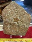 Large Fossil Starfish Geocoma Carinata From Morocco 150 Million Years Old