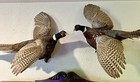 Vintage Pair Real Ringneck Flying Pheasants Wall Mounts Taxidermy Left   Right