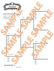 Family Tree Charts Genealogy - Single Charts   choices Vary - Read Description  