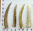 6  Deer Antler Dog Chew  Thin Grade A  Natural Shed Treat For Dogs     4 Pack