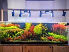 6 Stems Rotala Blood Red  Live Aquarium Plants Beautiful    Free S h Priority 