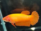 Live Betta Fish Giant Bigsize Super Orange Hmpk Female Real Picture