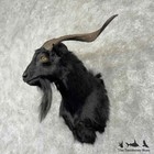  31756 El   Feral Goat Taxidermy Shoulder Mount For Sale
