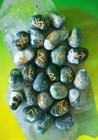 Moss Agate Rune Set  Elder Futhark Rune Set  25 Moss Agate Runes  Jasper Runes