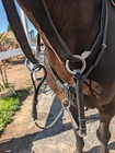Horze Adjustable 3-point Breastplate - Black  Size Horse
