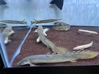 Wild Catch Senegal Polypterus Live Tropical Fish    9in   