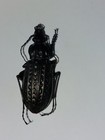 1 Ex  Carabus Clathratus Ssp  Stygius Carabidae  