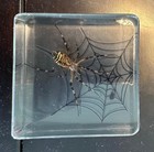 2 9  Real Wasp Spider On Web W  Fly In Clear Lucite Resin Science Education