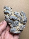 164g Nice Devonian Period Brachiopod Spirifer Specimen Geologic Rock