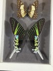 5 Butterflies moths Floating Wood Frame Real Taxidermy 12 5  X 4 5 