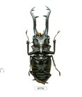 Insect-h7778  Lucanidae  Prosopocoilus Giraffa Giraffa- Monster 100 6mm  Vietnam