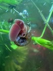 8 Live Ramshorn Snails     Aquarium Algae Eaters     Live Fish Food Colony Starter