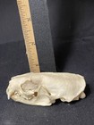 Real Skulls Variety Lot  Mink  Coyote  Shark  Beaver  Coral Reef 