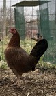 6 Pure Larry Romero Roundhead Gamefowl Chicken Poultry Hatching Eggs