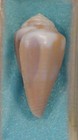 Conus Rattus 28mm Eilat Gulf Of Arabia Red Sea Formerly Rattus Semivelatus