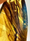 Burmese Burmite Cretaceous Animal Feathers Insect Fossil Amber Myanmar