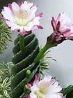 12-18cm Succulent Cactus Plant Spiral Cereus Repandus Mill Cactaceae Gardenplant
