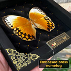 Real Orange Butterfly Taxidermy Insect Frame Art Gallery Collection Gift For Mom