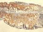 Two  100  Natural Knightia Fish Fossils With Scales Fossil Lake Wyoming  633gr