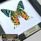 Real Sunset Moth Open Wings Framed Taxidermy Insect Butterfly Home Decor