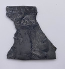 Fossilized Slate Rock With Leaf Imprints 5 X 4 Inch Fossil