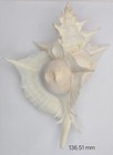 Muricidae Siratus Alabaster - 136 51 Mm  5 4 In  - Gorgeous - Elegantly Frilled