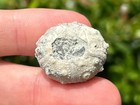 Rare Fossil Echinoid Rhabdocidaris Orbignyana Sea Urchin Jurassic Poland Cidarid