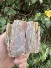       rr        Excellent Multi-colored Druzy Petrified Wood  Ne Az  1 lb     