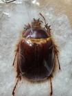  1  Pleocoma Linsleyi Rain Beetle From California Coleoptera Insect