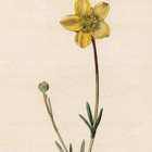 Curtis Botanical Magazine 1833 Vintage Flower Print 29 Cut-leaved Crowfoot