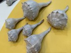 Raw Natural Sea Shells Lot Of 6 Lightning Whelk  Beach Decor crafts Gulf Coast