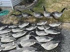 48 Carry-lite Goose Decoys-waxed Paperboard Fold Out With Metal Stakes
