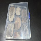 Indiana Fern Fossils Assortment Carrying Case Included  200million Years Old  
