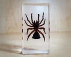 Hourglass Spider In Resin  Trapdoor Spider  Oddities  Cyclocosmia Ricketti