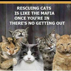   1  Norfolk Terrier Dog Magnet  Brautiful Collectible Furlike Magnets  Gifts 