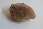 Fossil Terebratalia Hemphilli Brachiopod Rincon Hill Pleistocene California
