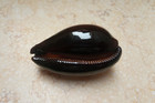F Cypraea Exusta Dark Huge Size 86 3mm F    Red Sea Shell Super Natural Glossy