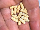  10  Old 1 2  Bone Barrel Beads Sioux Indian Beads Fur Trade 1800 s