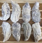 35  Narrow Oyster Shells Cup Side 5    To 6    Bulk Clean No Smell Art Crafts Dish